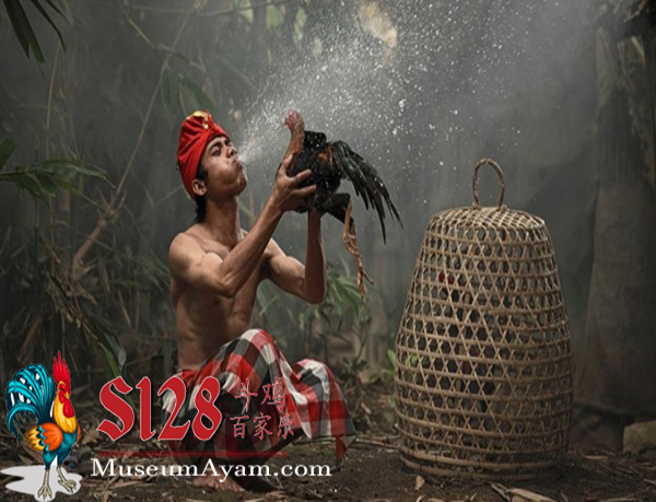 Sejarah Sabung Ayam Toraja Di Indonesia