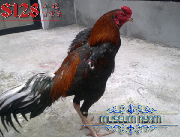 Ayam Bangkok Petarung Yang Memiliki Mental Juara