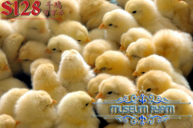 Merawat Anak Ayam Bangkok Yang Baru Menetas