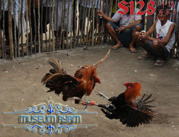 Gaya Bertarung Sabung Ayam Yang Sering Ditemukan