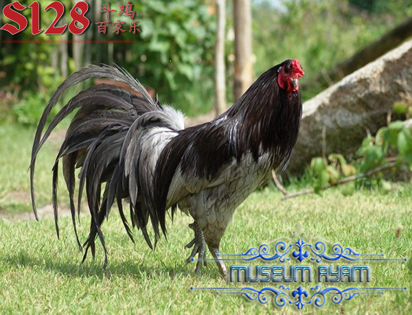 Untuk Membuat Sabung Ayam S128 Menjadi Ayam Petarung Tangguh