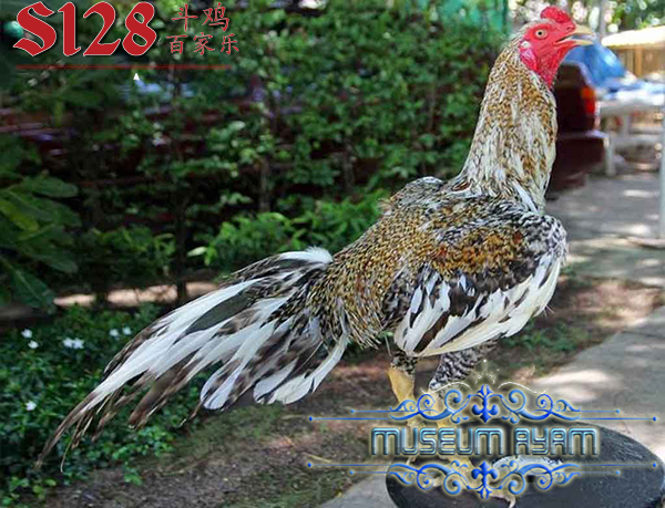 Mengenal Warna Bulu Ayam Bangkok Aduan Terpopuler