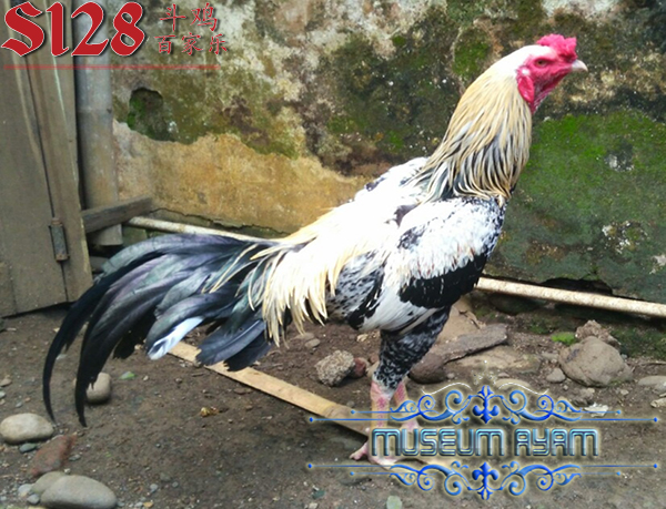 Ciri - Ciri Dan Keunggulan Ayam Bangkok Wido