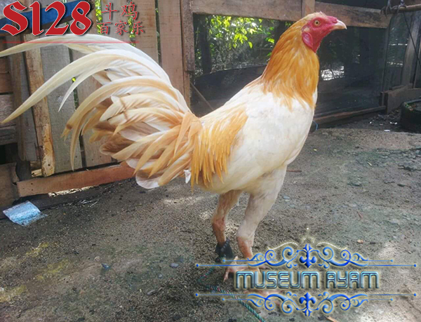 Ciri Khas Ayam Siam Dalam Dunia Sabung Ayam