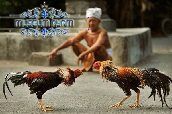 Mengenal Sabung Ayam Dayak Di Pedalaman Pulau Kalimantan