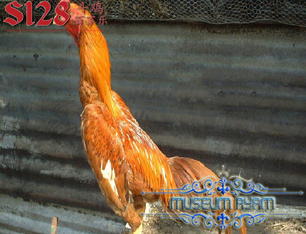 3 Fakta Menarik Dari Ayam Bangkok Wiring Kuning