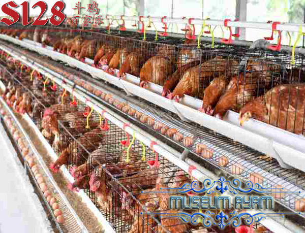 Cara Membudidayakan Ayam Aduan Dengan Sistem Batere