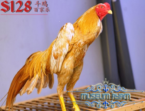 Alasan Mengapa Ayam Bangkok Wangkas Emas Begitu Populer