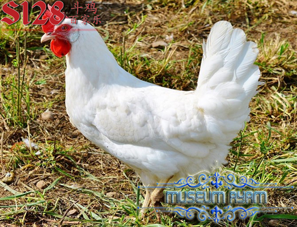 5 Hal Penting Untuk Memilih Ayam Broiler Yang Berkualitas