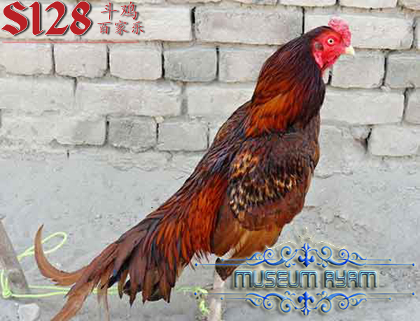 Ayam Petarung Dari Taiwan Yang Berkualitas