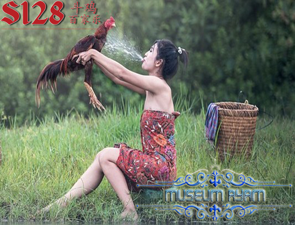 Fakta Menarik Tentang Ayam Aduan Kesayangan