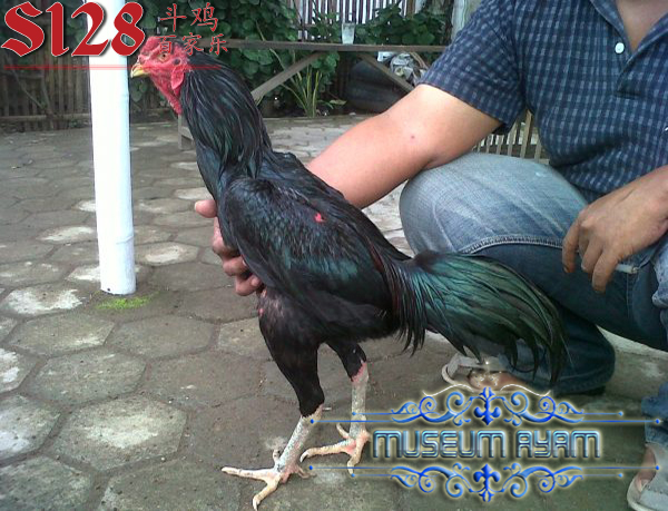 Ciri Khas Dari Ayam Suro Ireng Yang Asli