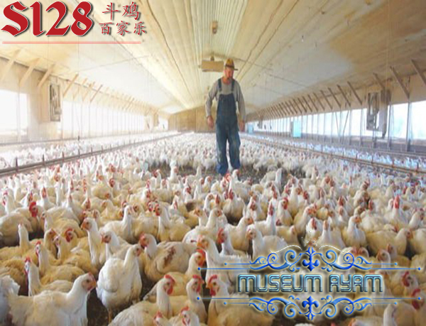 5 Kesalahan Saat Membudidayakan Ayam Broiler