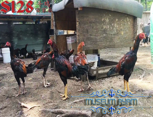 Kesalahan Fatal Saat Merawat Ayam Aduan